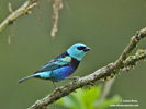 BLUE-NECKED TANAGER (10xphoto)
