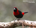 CRIMSON-COLLARED TANAGER (3xphoto)
