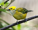 SILVER-THROATED TANAGER (5xphoto)