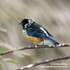 SPANGLE-CHEEKED TANAGER (2xphoto)