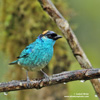 GOLDEN-NAPED TANAGER (3xphoto)