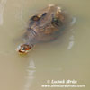 AFRICAN HELMETED TURTLE (2xphoto)