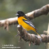 NORTHERN ORIOLE (2xphoto)