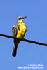 COUCHS KINGBIRD (3xphoto)