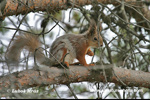 RED SQUIRREL (1xphoto)