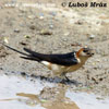 RED-RUMPED SWALLOW (6xphoto)