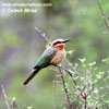 WHITE-FRONTED BEE-EATER (2xphoto)