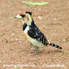 CRESTED BARBET (3xphoto)
