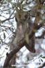SOUTHERN WHITE-FACED OWL (2xphoto)