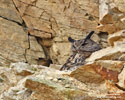 EURASIAN EAGLE-OWL (6xphoto)