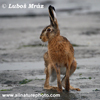 BROWN HARE (5xphoto)