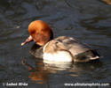RED-CRESTED POCHARD (3xphoto)